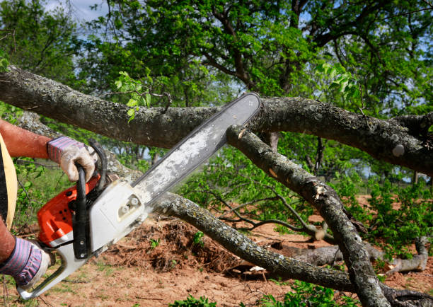 Best Arborist Consultation Services  in Long Hill, CT