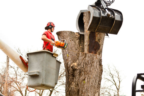 Reliable Long Hill, CT Tree Services Solutions